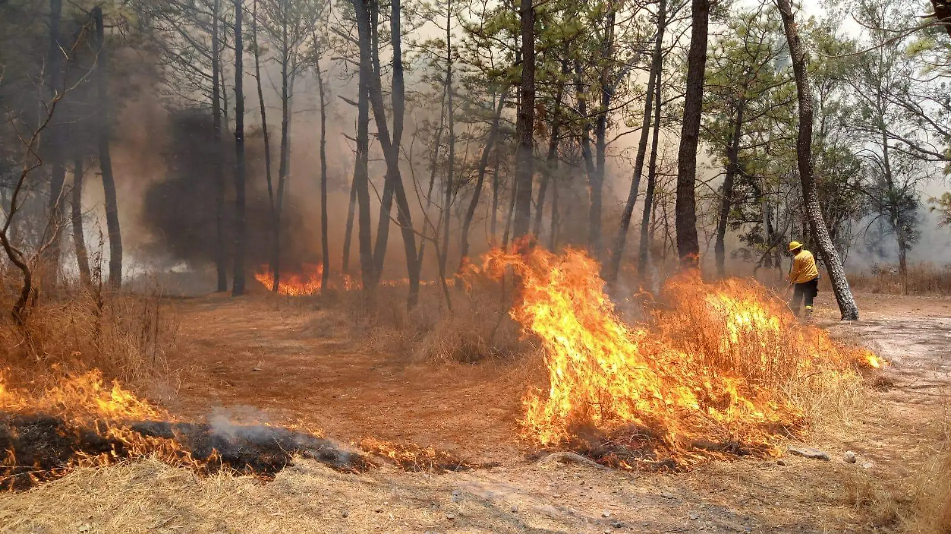 Incendio Forestal Protección Civil de Zapopan 2